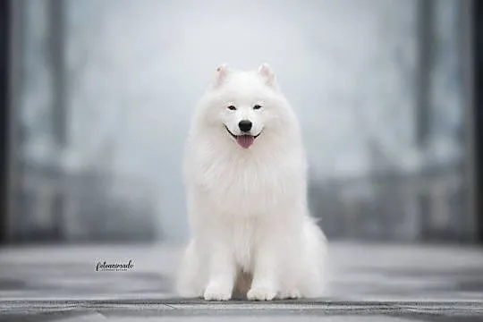 Szczeniaczki rodowodowe SAMOYED FCI ZKwP, Mazowieckie, Garwolin