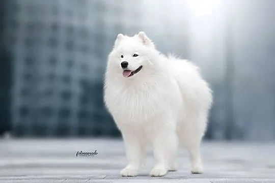 Szczeniaczki rodowodowe SAMOYED FCI ZKwP, Mazowieckie, Garwolin