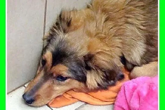 6 miesięczne dwie śliczne rude suczki LISIOLKI_Ado