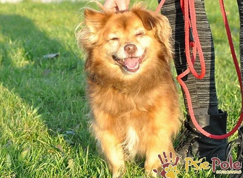 PERLINUŚ-kochany, niewielki kudłaty psiak=wesoły, pogodny, miły, adopcja, Małopolskie, Kraków