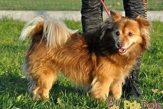 PERLINUŚ-kochany, niewielki kudłaty psiak=wesoły, pogodny, miły, adopcja, Małopolskie, Kraków
