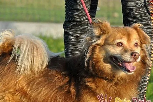 PERLINUŚ-kochany, niewielki kudłaty psiak=wesoły, pogodny, miły, adopcja, Małopolskie, Kraków