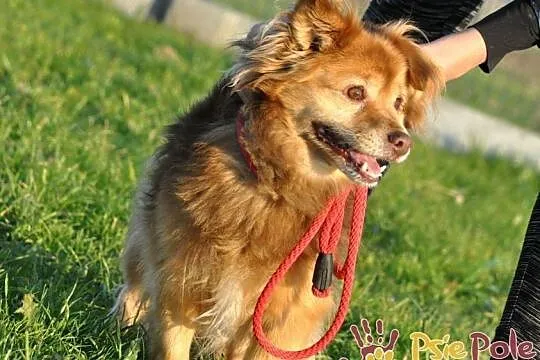 PERLINUŚ-kochany, niewielki kudłaty psiak=wesoły, pogodny, miły, adopcja, Małopolskie, Kraków