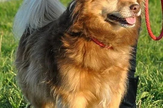PERLINUŚ-kochany, niewielki kudłaty psiak=wesoły, pogodny, miły, adopcja, Małopolskie, Kraków
