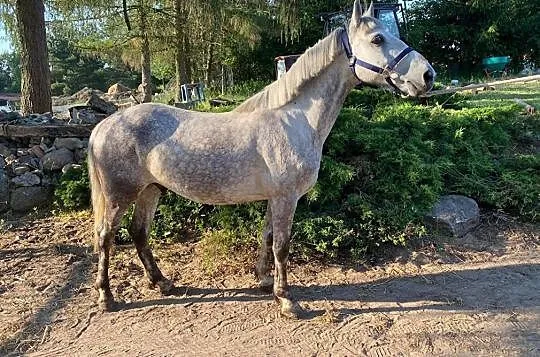 Sprzedam klaczkę, , Hejdyk