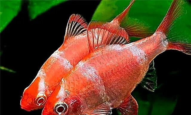 Brzanka sumatrzańska - Puntigrus tetrazona - ODMIANA RED, Pomorskie, Gdańsk