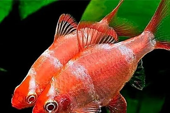 Brzanka sumatrzańska - Puntigrus tetrazona - ODMIANA RED