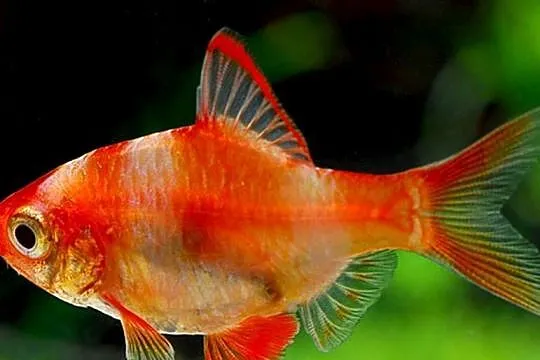 Brzanka sumatrzańska - Puntigrus tetrazona - ODMIANA RED, Pomorskie, Gdańsk