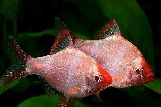Brzanka sumatrzańska - Puntigrus tetrazona - ODMIANA RED, Pomorskie, Gdańsk