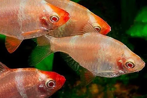 Brzanka sumatrzańska - Puntigrus tetrazona - ODMIANA RED, Pomorskie, Gdańsk