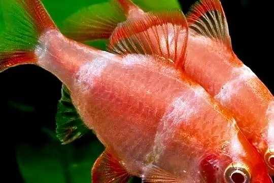 Brzanka sumatrzańska - Puntigrus tetrazona - ODMIANA RED, Pomorskie, Gdańsk