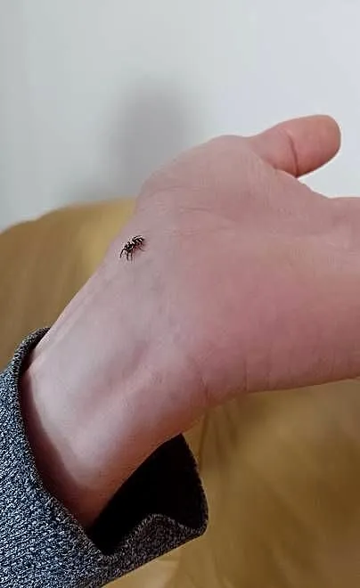 Skakun Arlekinowy i mini terrarium z wystrojem, Śląskie, Katowice