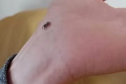 Skakun Arlekinowy i mini terrarium z wystrojem, Śląskie, Katowice