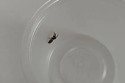Skakun Arlekinowy i mini terrarium z wystrojem, Śląskie, Katowice