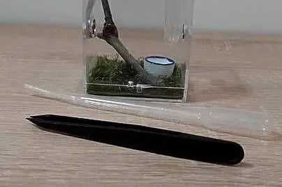Skakun Arlekinowy i mini terrarium z wystrojem, Śląskie, Katowice