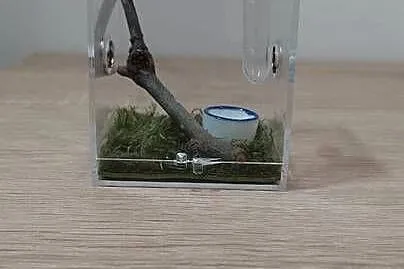 Skakun Arlekinowy i mini terrarium z wystrojem, Śląskie, Katowice