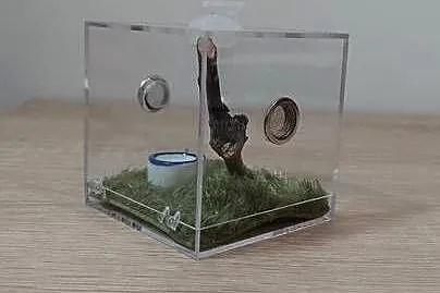 Skakun Arlekinowy i mini terrarium z wystrojem, Śląskie, Katowice
