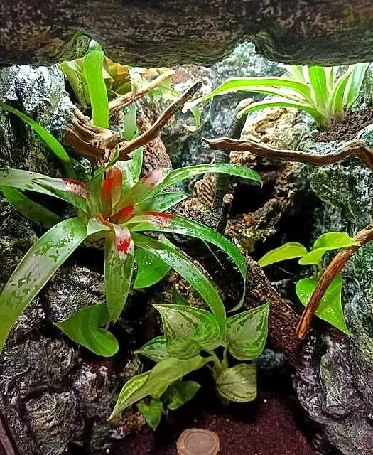Terrarium tropikalne dla gekon gekona - 40x40x60, Wielkopolskie, Ostrów Wielkopolski
