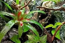Terrarium tropikalne dla gekon gekona - 40x40x60