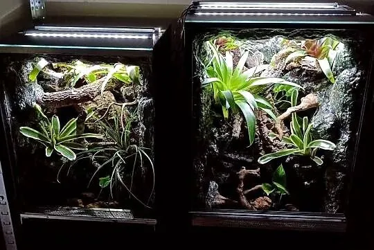 Terrarium tropikalne dla gekon gekona - 40x40x60, Wielkopolskie, Ostrów Wielkopolski