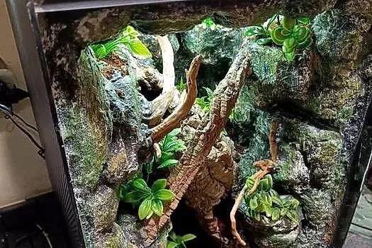 Terrarium tropikalne dla gekon gekona - 40x40x60, Wielkopolskie, Ostrów Wielkopolski