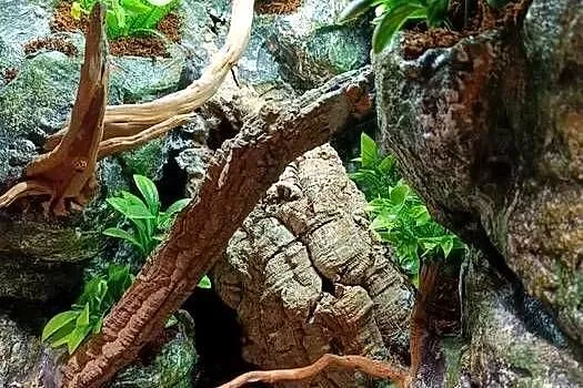 Terrarium tropikalne dla gekon gekona - 40x40x60, Wielkopolskie, Ostrów Wielkopolski