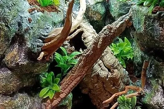 Terrarium tropikalne dla gekon gekona - 40x40x60, Wielkopolskie, Ostrów Wielkopolski