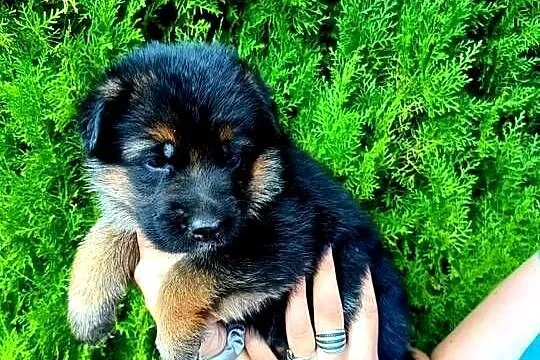 Na sprzedaz piesek owczarek niemiecki, Mazowieckie, Ciechanów
