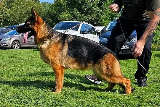 Na sprzedaz piesek owczarek niemiecki, Mazowieckie, Ciechanów