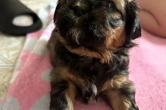 Suczka shih tzu