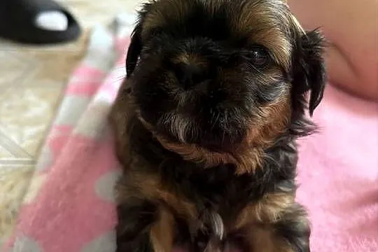 Suczka shih tzu, Mazowieckie, Lekowo