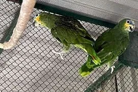 Papugi