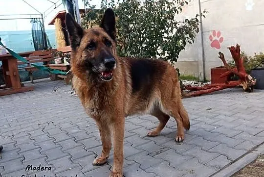 Madera- staruszka w typie owczarka, Mazowieckie, Nowy Dwór Mazowiecki