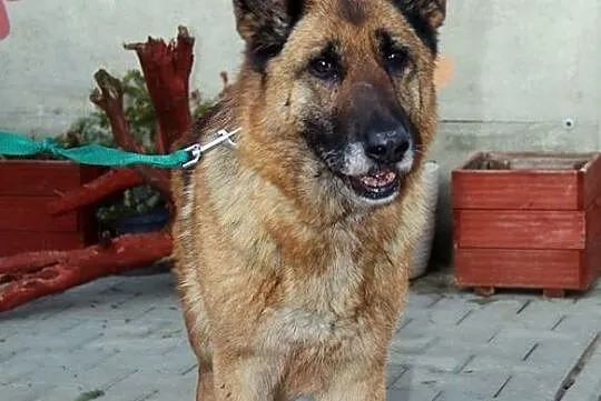Madera- staruszka w typie owczarka, Mazowieckie, Nowy Dwór Mazowiecki