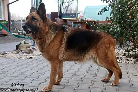 Madera- staruszka w typie owczarka, Mazowieckie, Nowy Dwór Mazowiecki