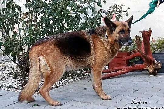 Madera- staruszka w typie owczarka, Mazowieckie, Nowy Dwór Mazowiecki