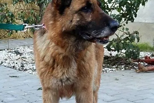 Madera- staruszka w typie owczarka, Mazowieckie, Nowy Dwór Mazowiecki