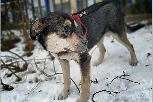 WILMA, Małopolskie, Kraków
