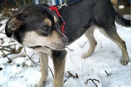 WILMA, Małopolskie, Kraków