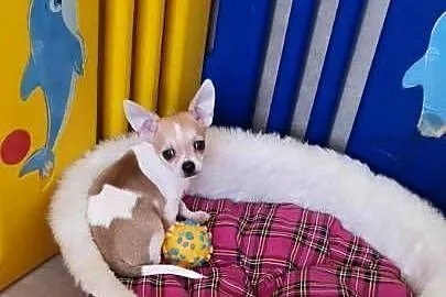 Chihuahua piesek z rodowodem Nelson biały w łatki
