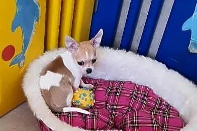 Chihuahua piesek z rodowodem Nelson biały w łatki, Śląskie, Częstochowa