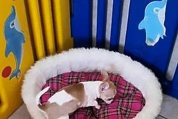 Chihuahua piesek z rodowodem Nelson biały w łatki, Śląskie, Częstochowa