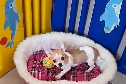 Chihuahua piesek z rodowodem Nelson biały w łatki, Śląskie, Częstochowa