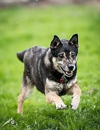 Wilczy duszek Baster do adopcji., lubelskie Lubli