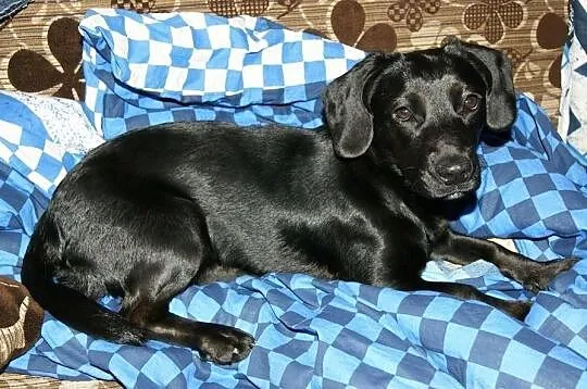 Psie dziecko prosi o dom... ma tylko kilka dni na znalezienie go.