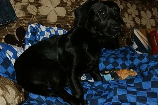 Psie dziecko prosi o dom... ma tylko kilka dni na 