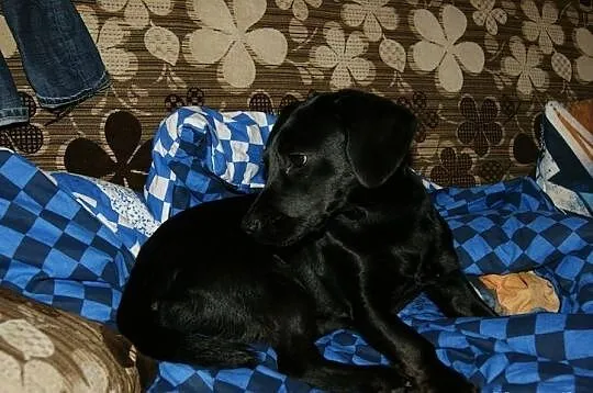 Psie dziecko prosi o dom... ma tylko kilka dni na 