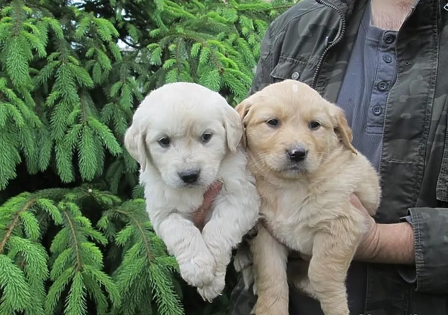 Golden retriever - piękne szczeniaki warto zobaczy