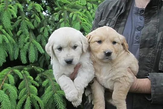 Golden retriever - piękne szczeniaki warto zobaczy