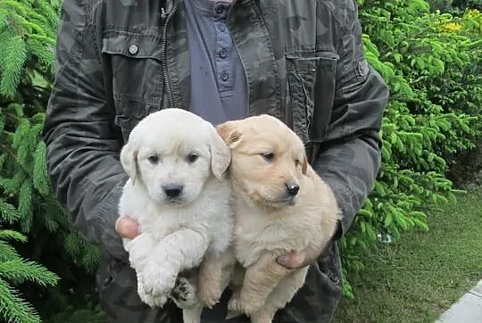 Golden retriever - piękne szczeniaki warto zobaczy